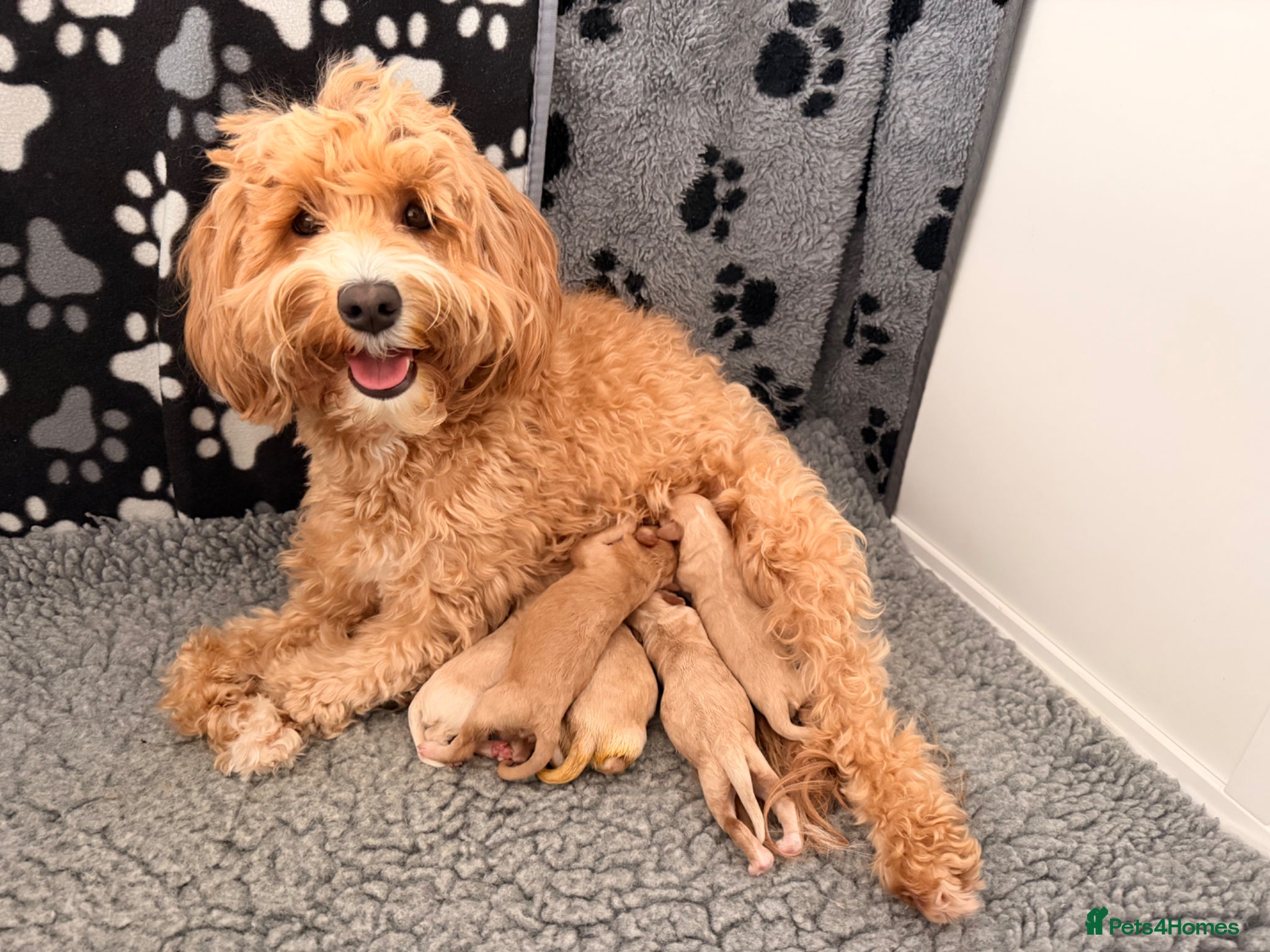 Australian Labradoodle dogs Australian Labradoodles  - Advert 2