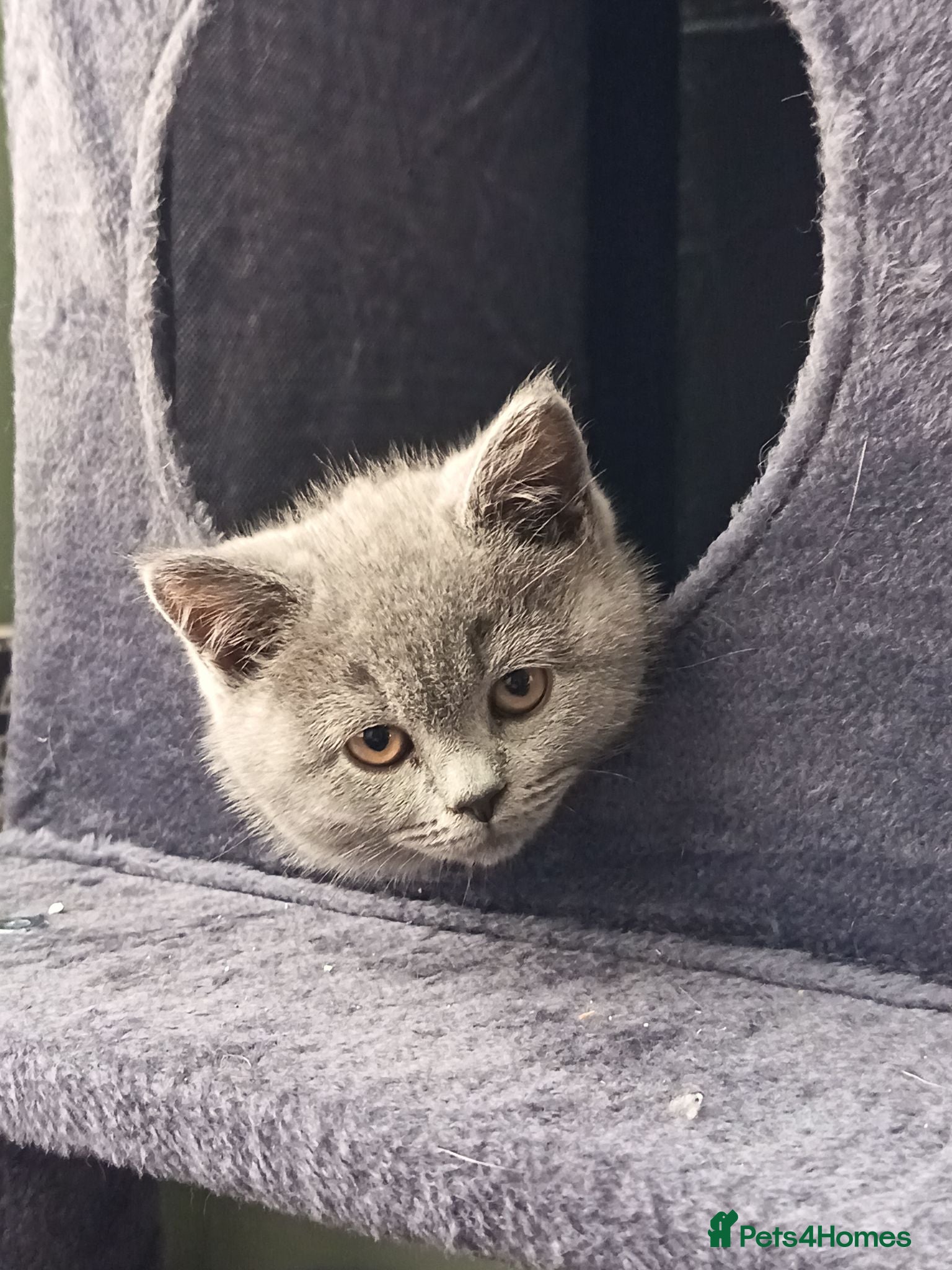 British Shorthair cats *GCCF Registered Babies, Ready Now* - Advert 1
