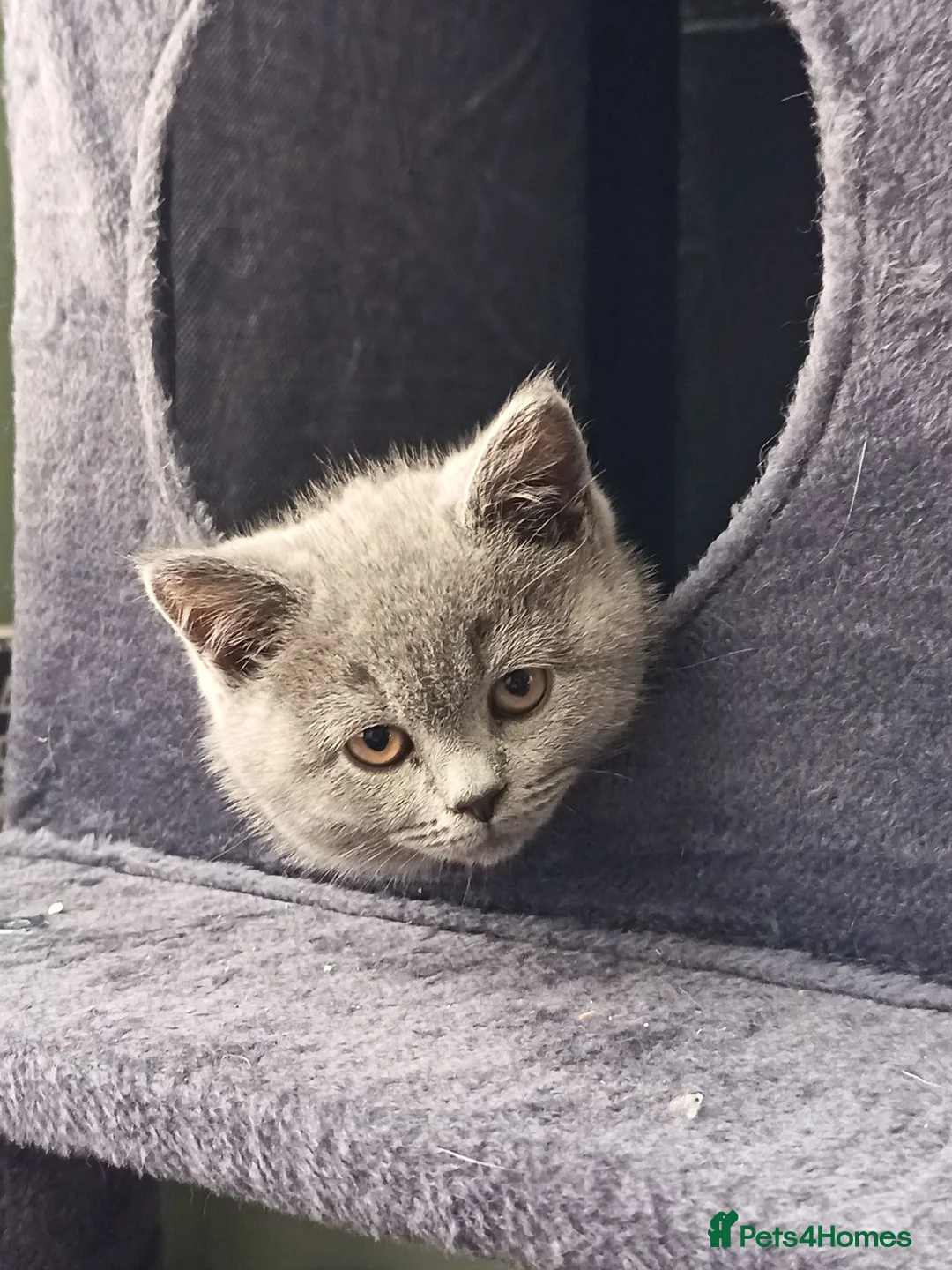 British Shorthair cats for sale: *GCCF Registered Babies, Ready Now* - Advert 1