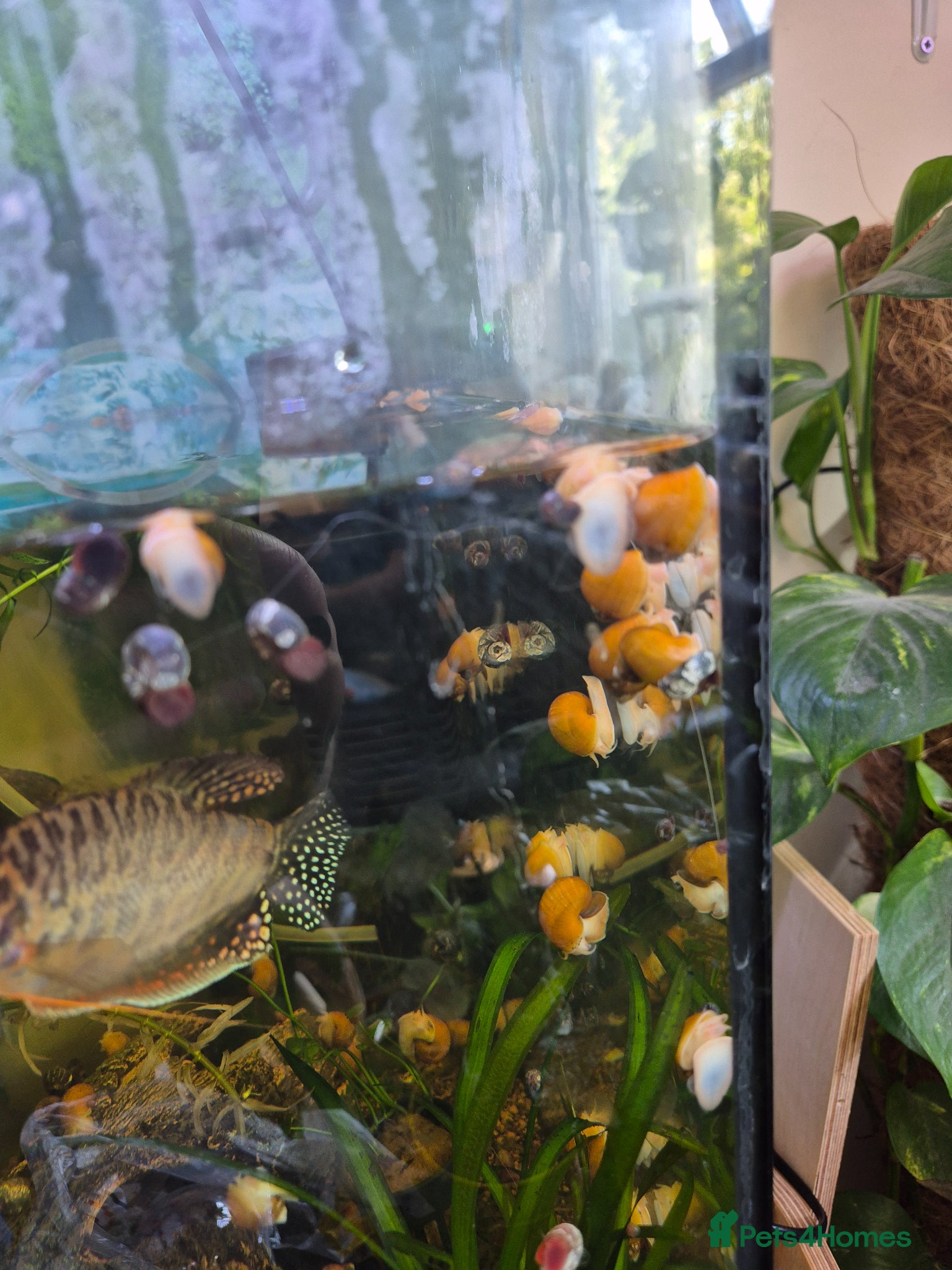 Snails fish Apple snails - Advert 1