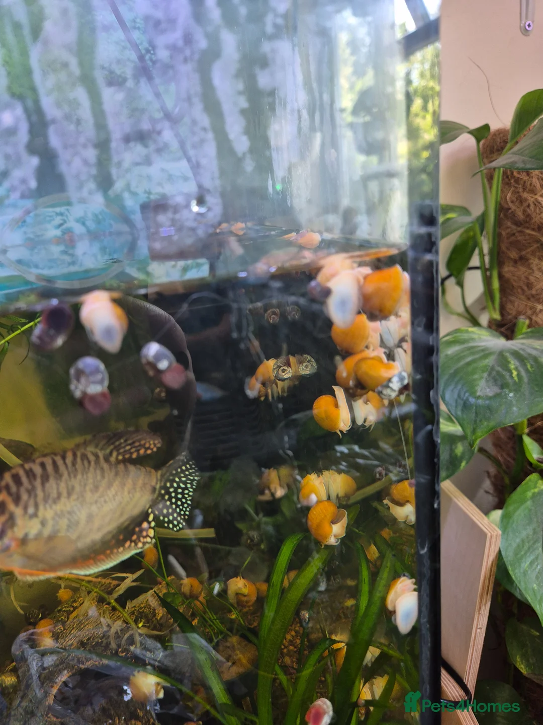 Snails fish for sale: Apple snails in Swaffham - Advert 1