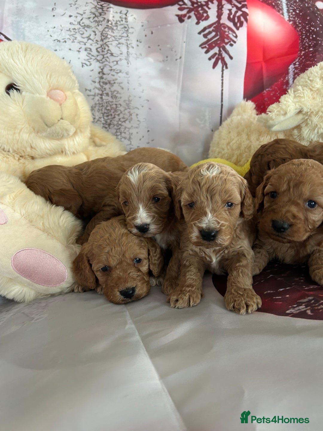 Cockapoo dogs for sale: Beautiful fox red and gold cockapoo puppies - Advert 3