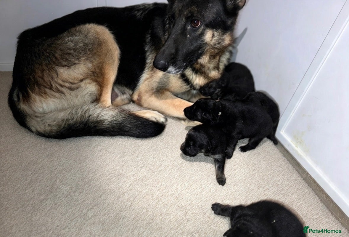 German Shepherd dogs Kc reg German German shepherd puppies - Advert 18