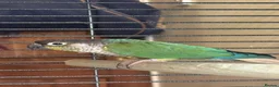 Conures birds for sale: Pair of conures for sale - Advert 4