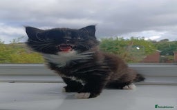 Domestic Shorthair cats for sale: Calico mixed - Image 5