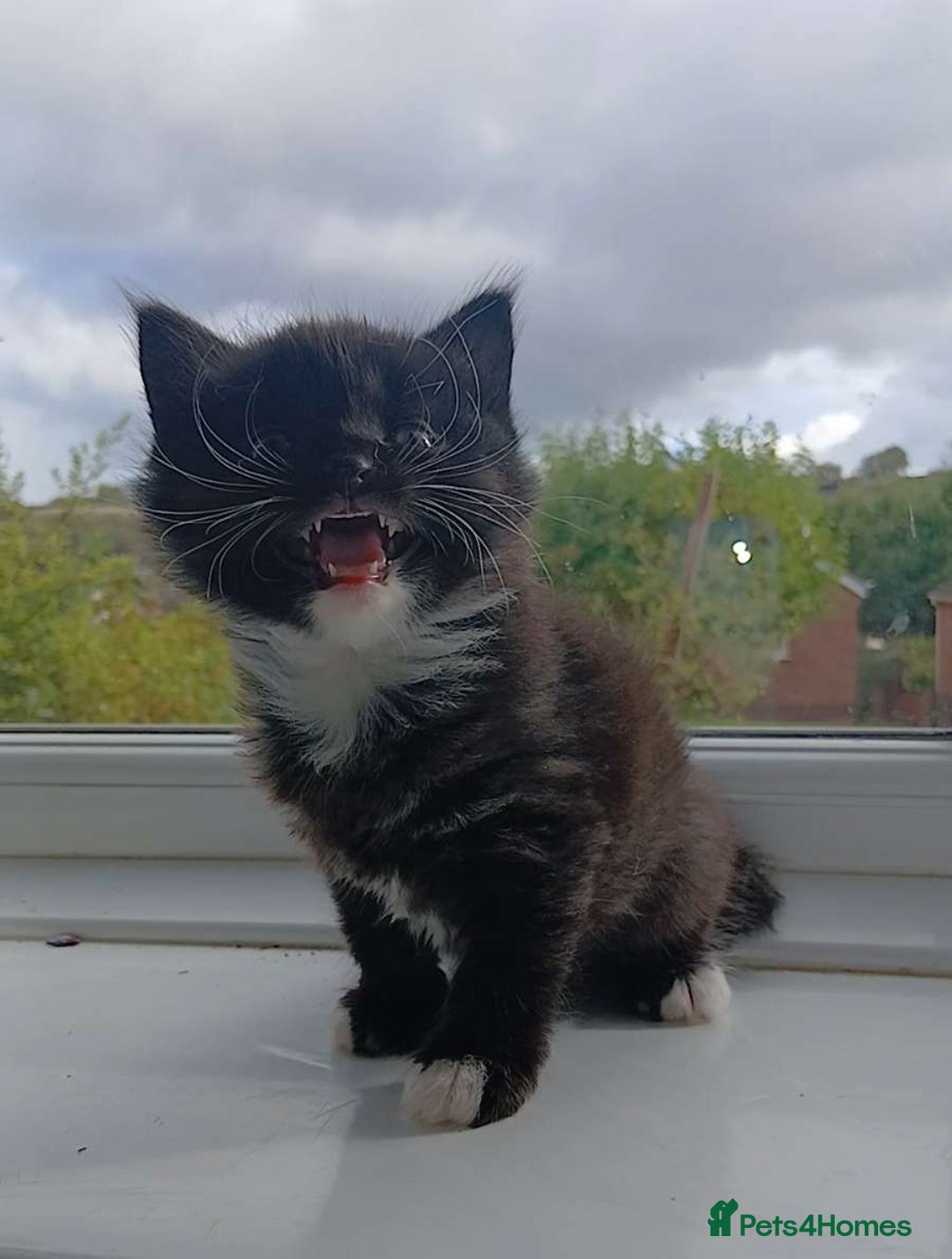 Domestic Shorthair cats for sale: Calico mixed - Image 5