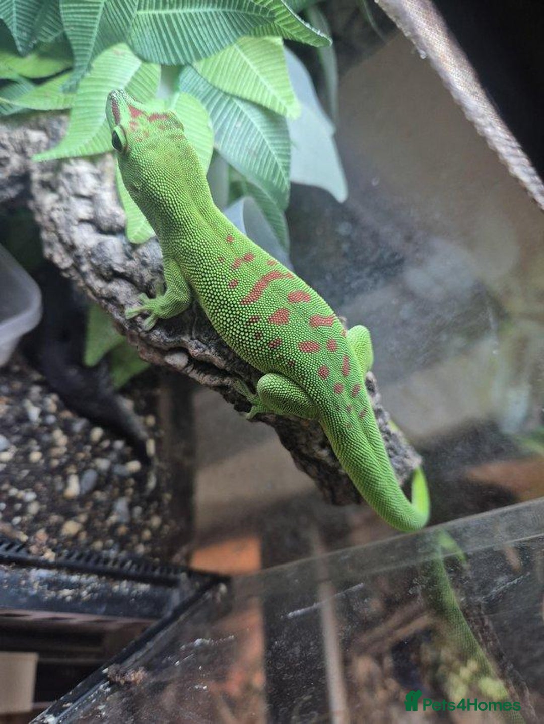 Gecko reptiles for sale: Madagascan day geckos - Image 1