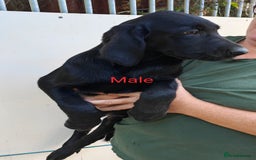 Goldador dogs for sale: Lovely Goldendor / Goldador Puppies - Image 3