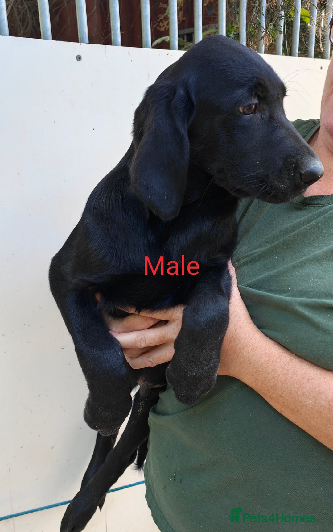 Goldador dogs for sale: Lovely Goldendor / Goldador Puppies - Image 3