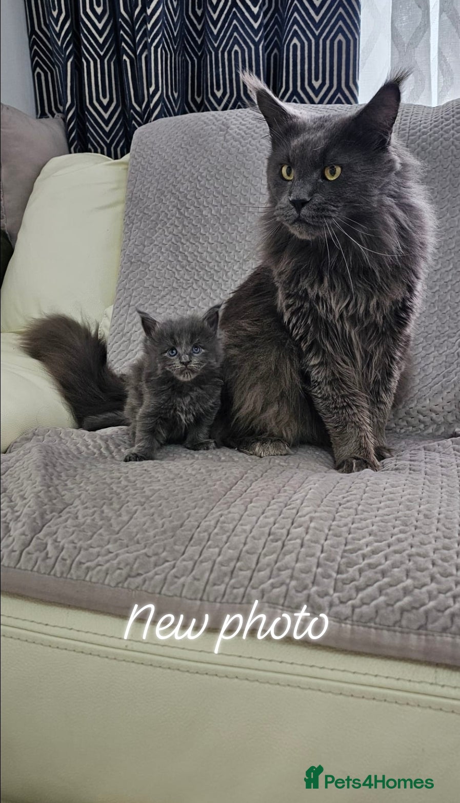 Maine Coon cats Giant Maine Coon  - Advert 1