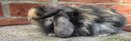 Mini Lop rabbits for sale: Pedigreed pure bred mini lops  - Advert 16