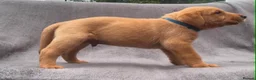 Labrador Retriever dogs for sale: working line Labrador retriever  - Advert 22