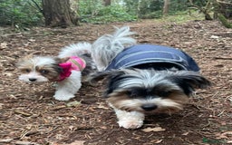 Biewer Terrier dogs for sale: 4 Biewer Terrier Puppies for Sale in Cheshire  - Image 19