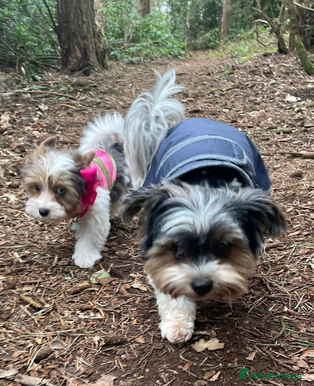 Biewer Terrier dogs for sale: 4 Biewer Terrier Puppies for Sale in Cheshire  - Image 19