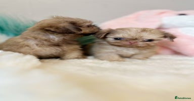 Shih Tzu dogs - Advert 9