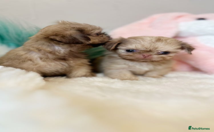 Shih Tzu dogs - Advert 14