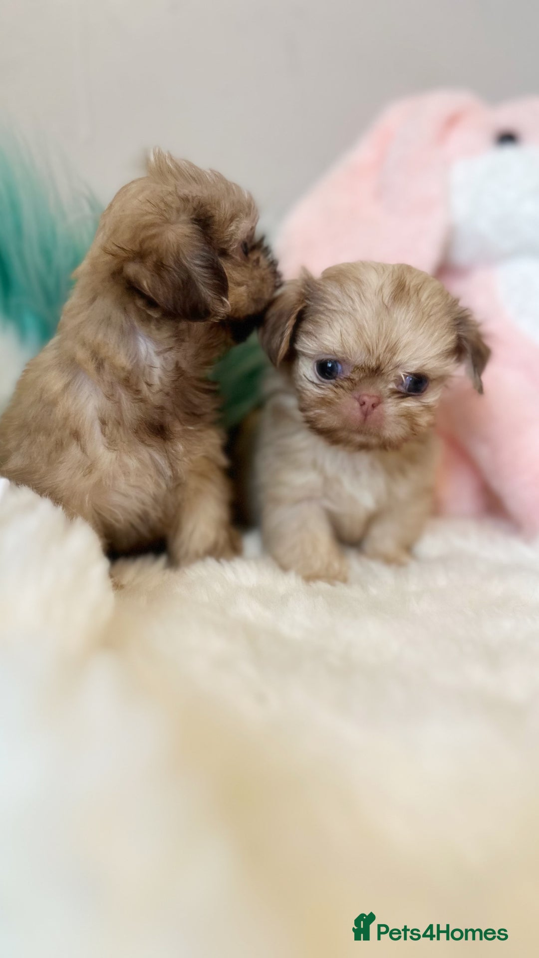 Shih Tzu dogs for sale: ONE PUPPY AVAILABLE READY NOW - Image 3