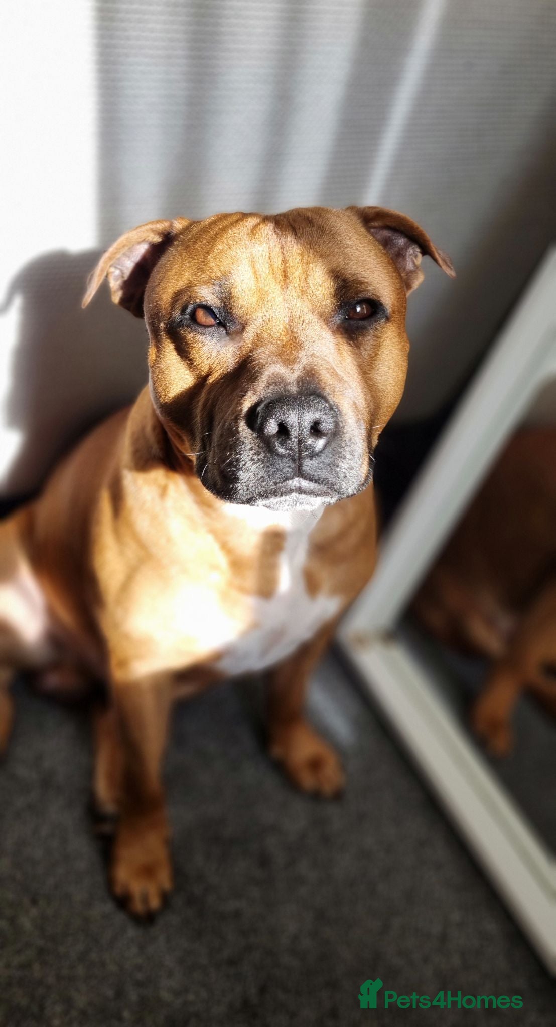 Staffordshire Bull Terrier dogs Cody - Staffy - Advert 2