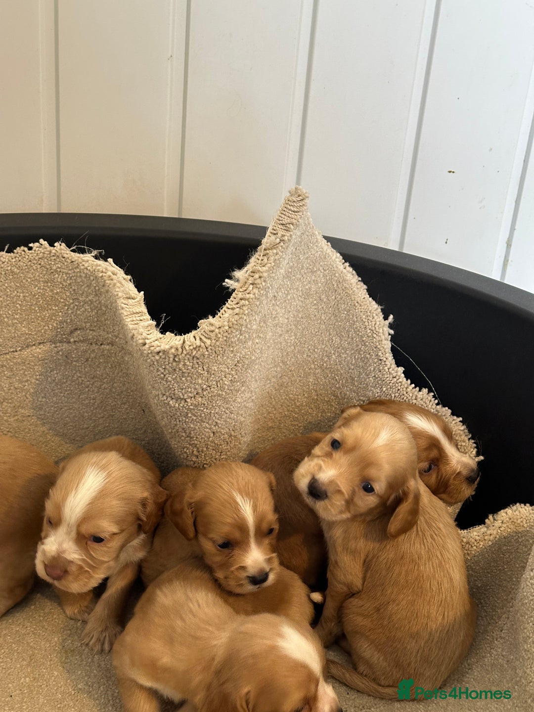 Cocker Spaniel dogs for sale: Kc cocker spaniels  - Image 2