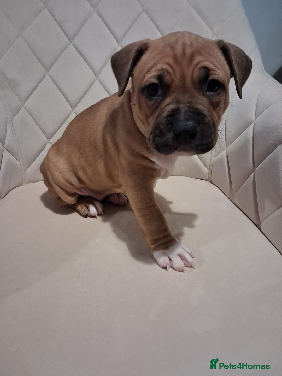 Mixed Breed dogs for sale: American bully Staffordshire bull terrier Puppies  - Advert 18