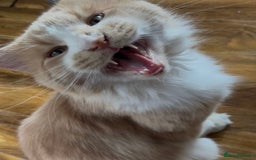 Maine Coon cats for stud: Apollo, Stud ready to find a Queen - Image 1