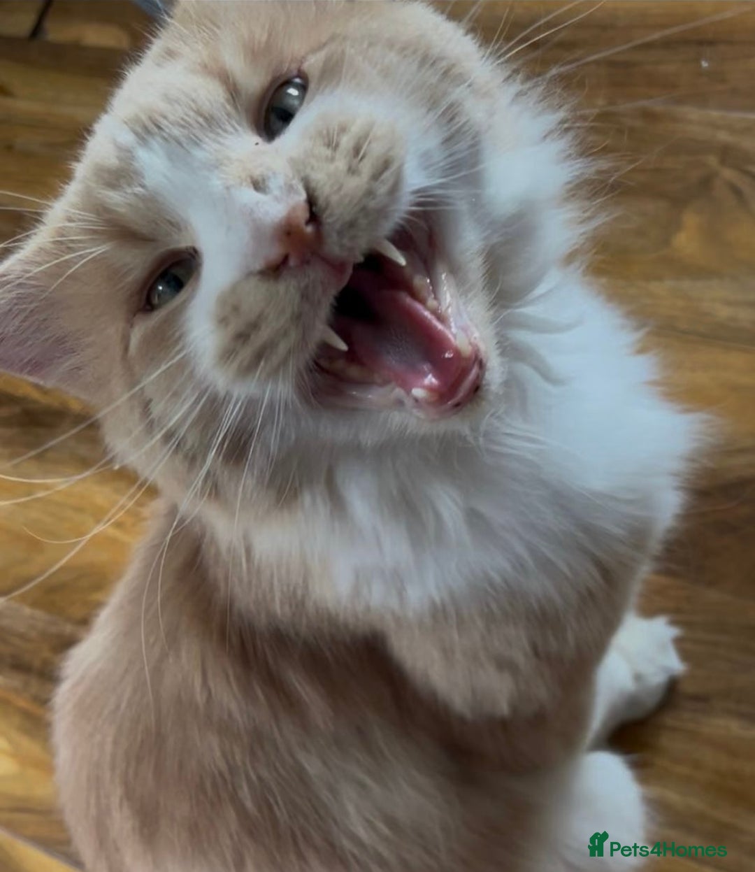 Maine Coon cats for stud: Apollo, Stud ready to find a Queen - Image 1
