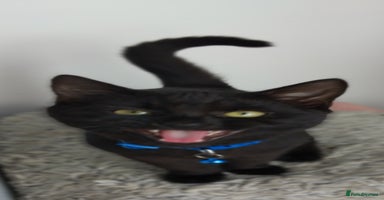 Mixed Breed cats - Advert 13