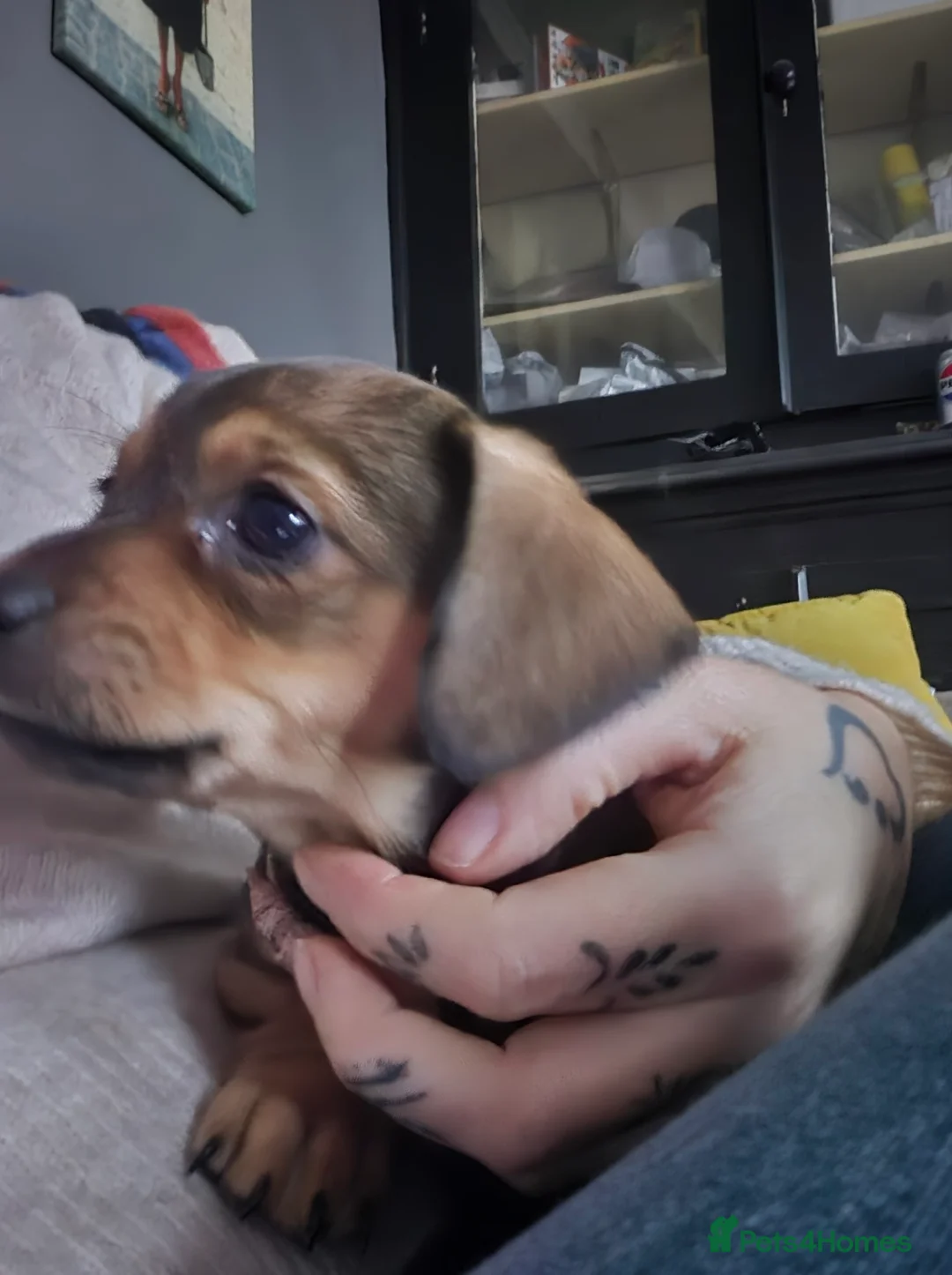 Chiweenie dogs for sale: Beautiful chiweenies  - Advert 2