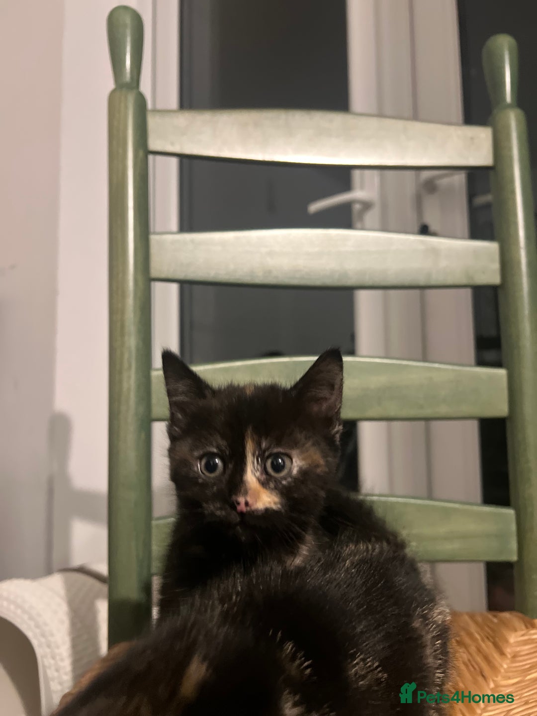 Mixed Breed cats for sale: Bengal Mix- Ready! 4/6 left  - Image 14