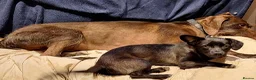 Mixed Breed dogs for adoption: Loris  in Newbury - Advert 6