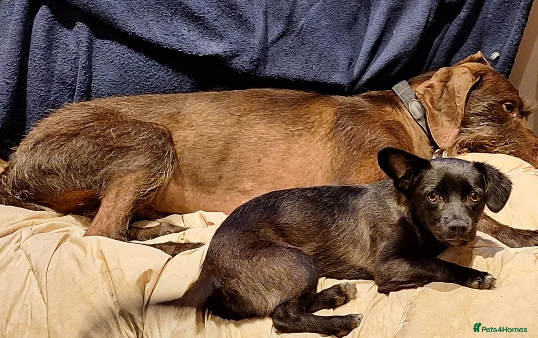Mixed Breed dogs for adoption: Loris  in Newbury - Advert 6
