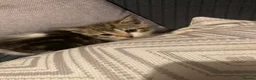 Mixed Breed cats for sale: 3 Gorgeous Playful Kittens  - Advert 4