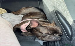 French Bulldog dogs for sale: Storm the French bulldog  - Image 6