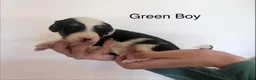 Mixed Breed dogs for sale: Lassie/Border Collie X Toy Poodle puppies - Advert 17