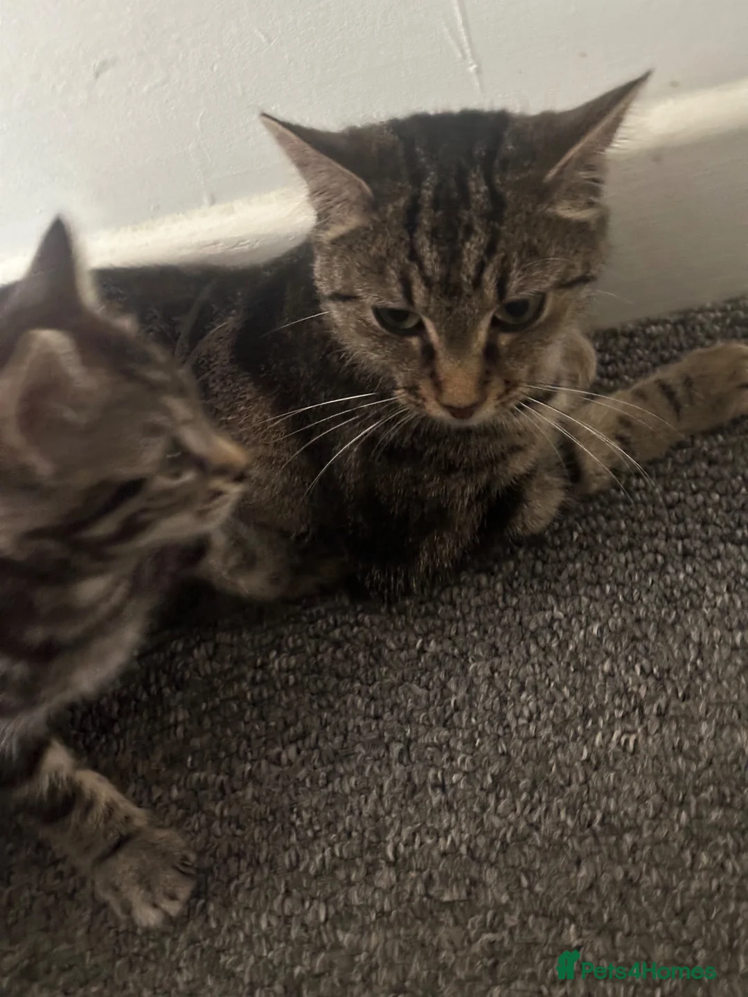 British Shorthair cats for sale: Male kitten half British shorthair  - Advert 6