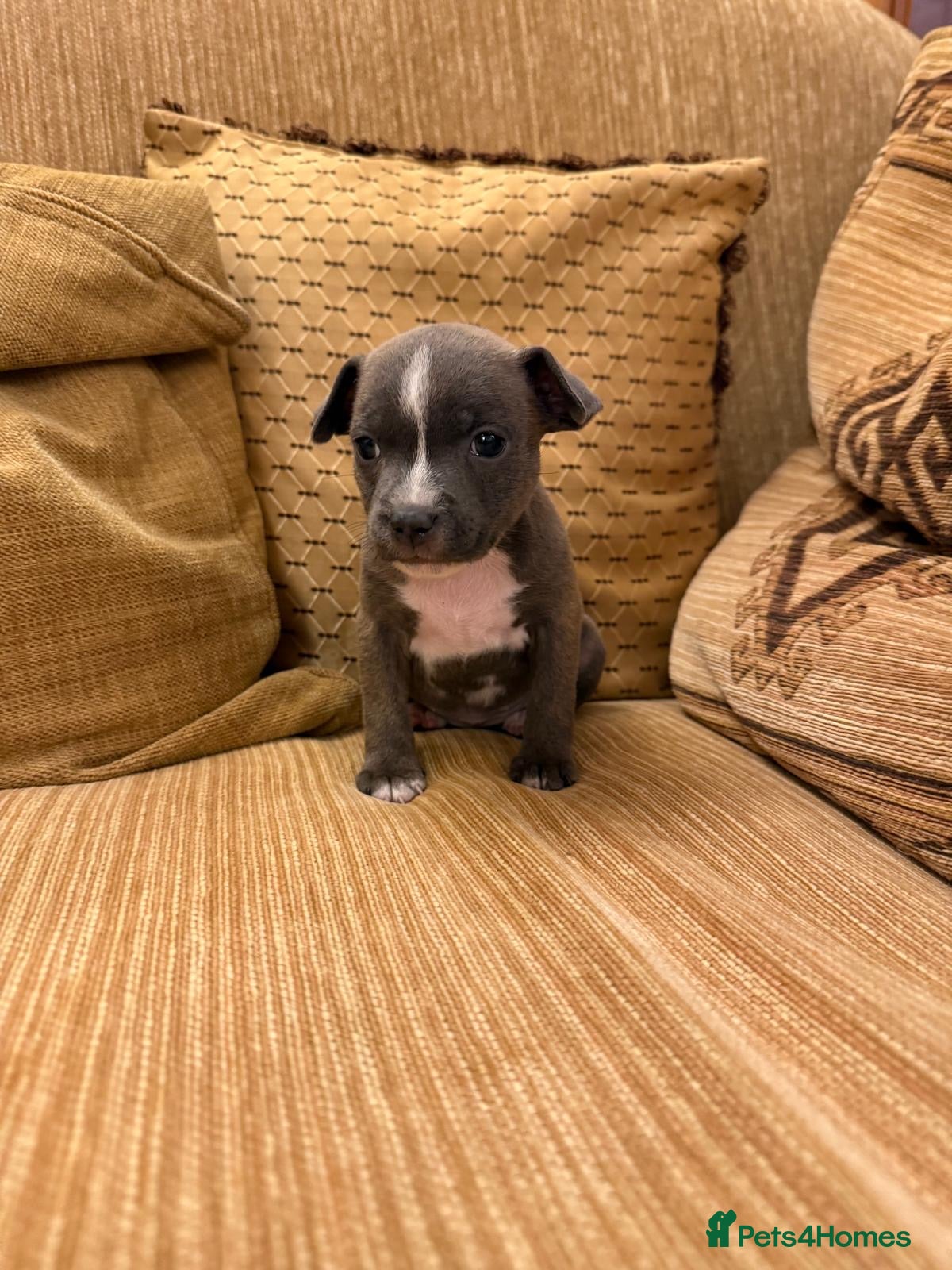 Staffordshire Bull Terrier dogs KC Registered Staffordshire Bull Terrier Puppies. - Advert 2