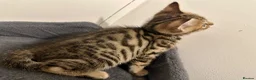 Bengal cats for sale: 1 gorgeous bengal boy kitten for sale  in London - Advert 17