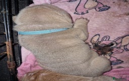 Shar Pei dogs for sale: Male Shar peis - Image 33