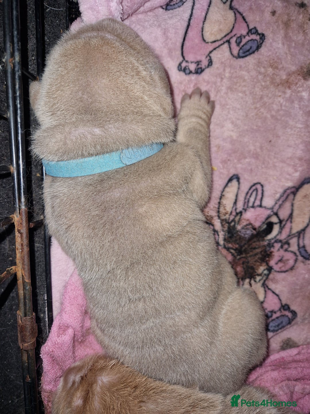 Shar Pei dogs for sale: Male Shar peis - Image 33