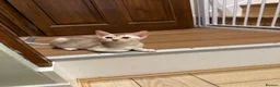 Abyssinian cats for sale: Abyssinian kittens  - Advert 4