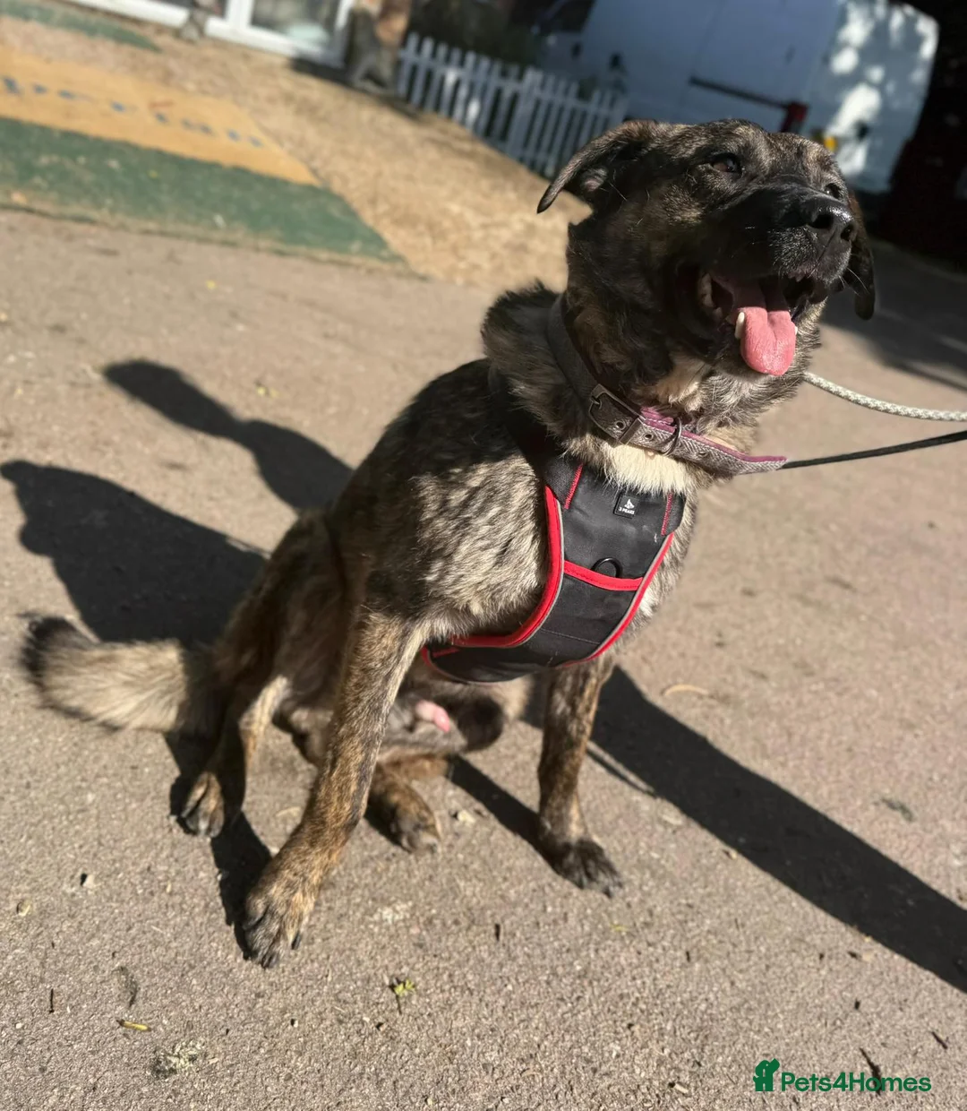 Mixed Breed dogs for sale: Adopt beautiful Bertie !!!  in Esher - Advert 4