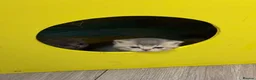 British Shorthair cats for sale: Cute British Shorthair Kittens open for reserve - Advert 3