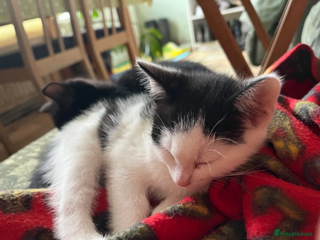 Mixed Breed cats for sale: Kittens for sale, farm bred, home reared in Chippenham - Advert 2