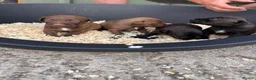 Patterdale Terrier dogs for sale: Patterdale Puppies - Advert 6