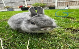 Netherland Dwarf rabbits for sale: Netherland Dwarf Rabbits For Sale  - Image 6