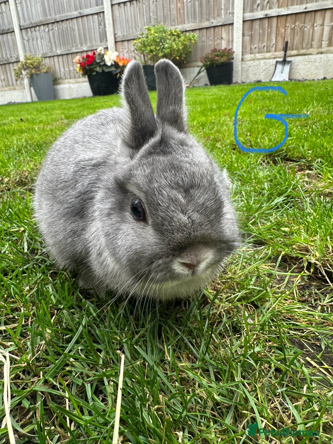Netherland Dwarf rabbits for sale: Netherland Dwarf Rabbits For Sale  - Image 6
