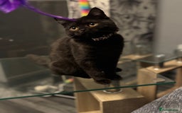 British Shorthair cats for sale: Black short hair kitten  - Image 5