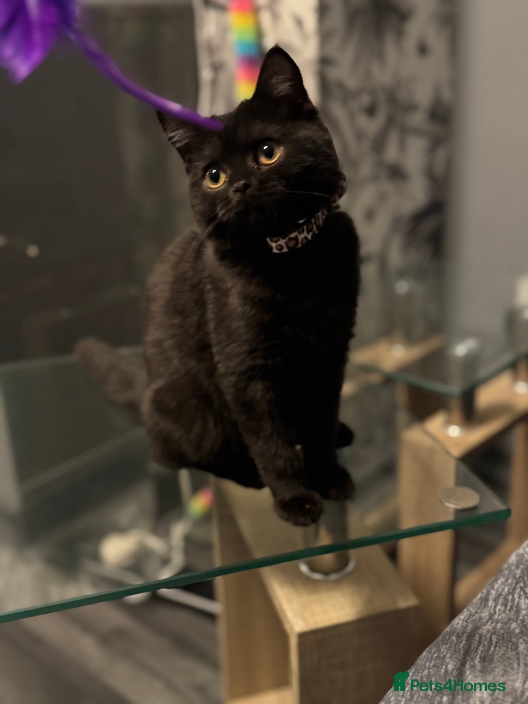 British Shorthair cats for sale: Black short hair kitten  - Image 5
