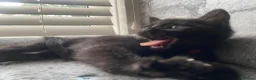 Mixed Breed cats for sale: Beautiful Black Kittens 🐾 - Advert 5
