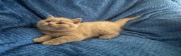 British Shorthair cats for sale: British blue shorthair kittens 3 boys 2 girls in Llanelli - Advert 7
